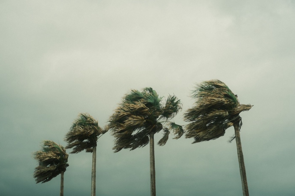 Palm trees bending in tropical storm winds