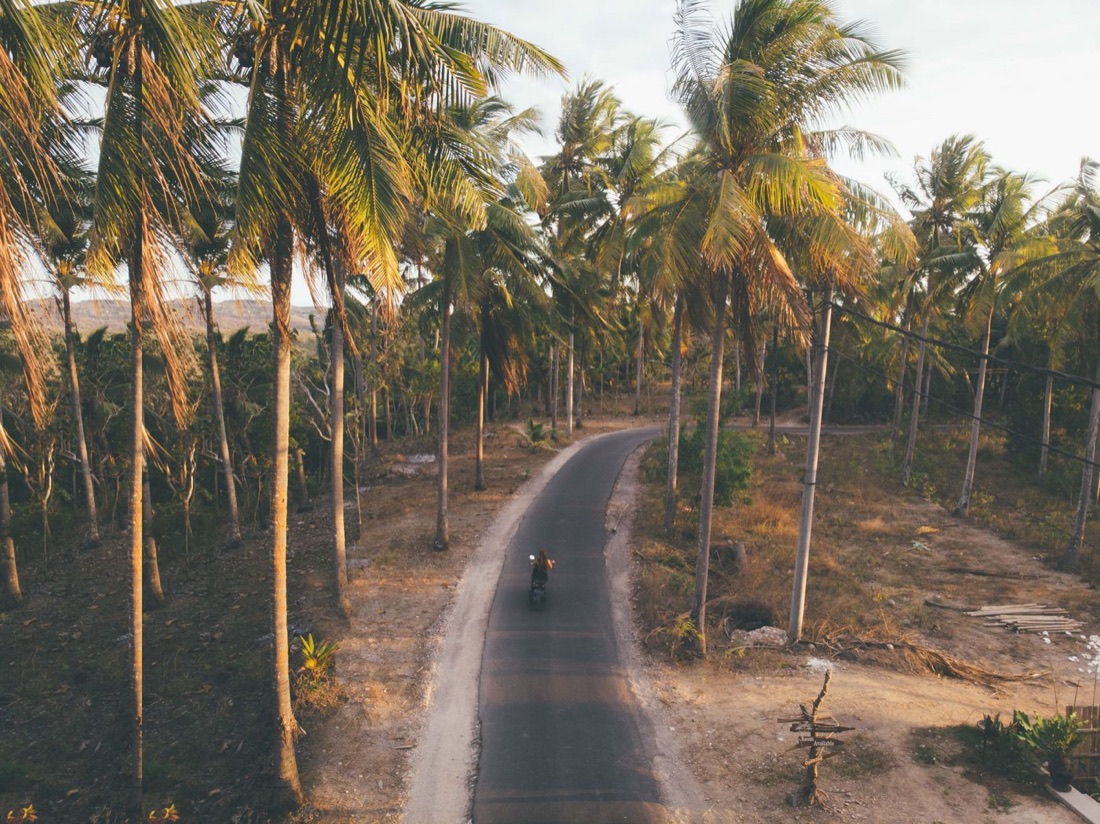 Motociclista en una carretera de la Florida bordeada de palmeras