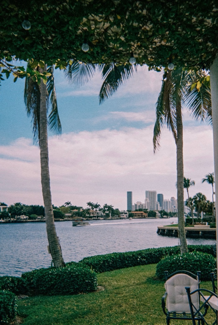 Miami waterfront towers seen through palms